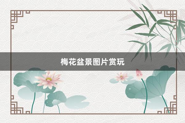 梅花盆景图片赏玩